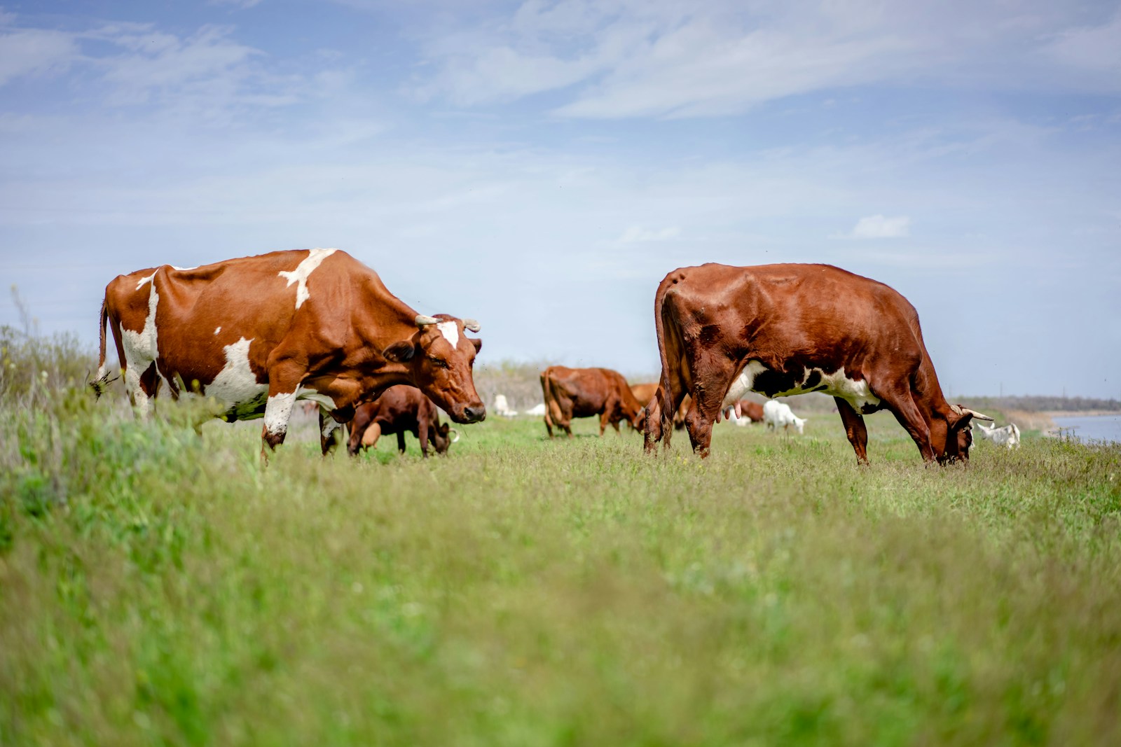 Biltong & Jerky From Sustainable Beef